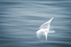 seagull, 1988